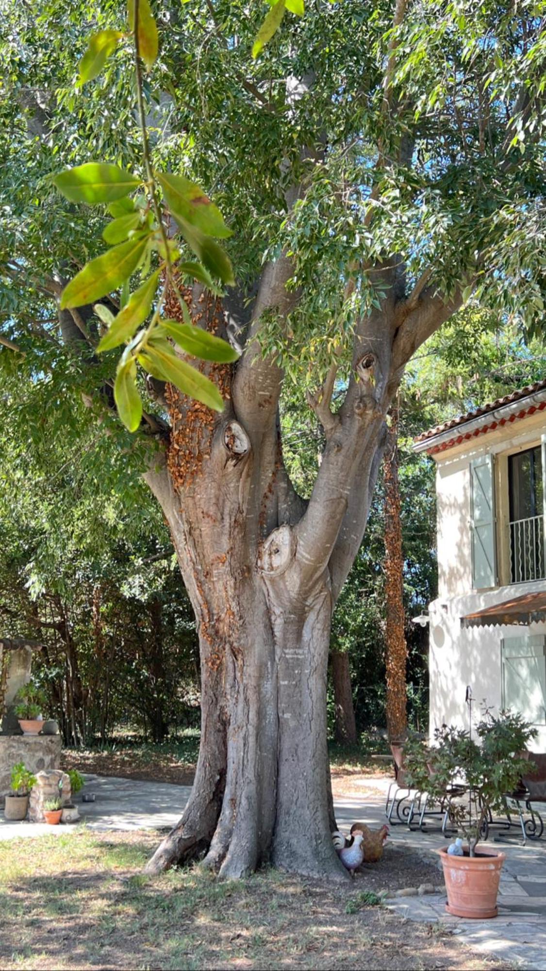 Alpilles Camargue Mas Falabrego Raphèle Exterior foto